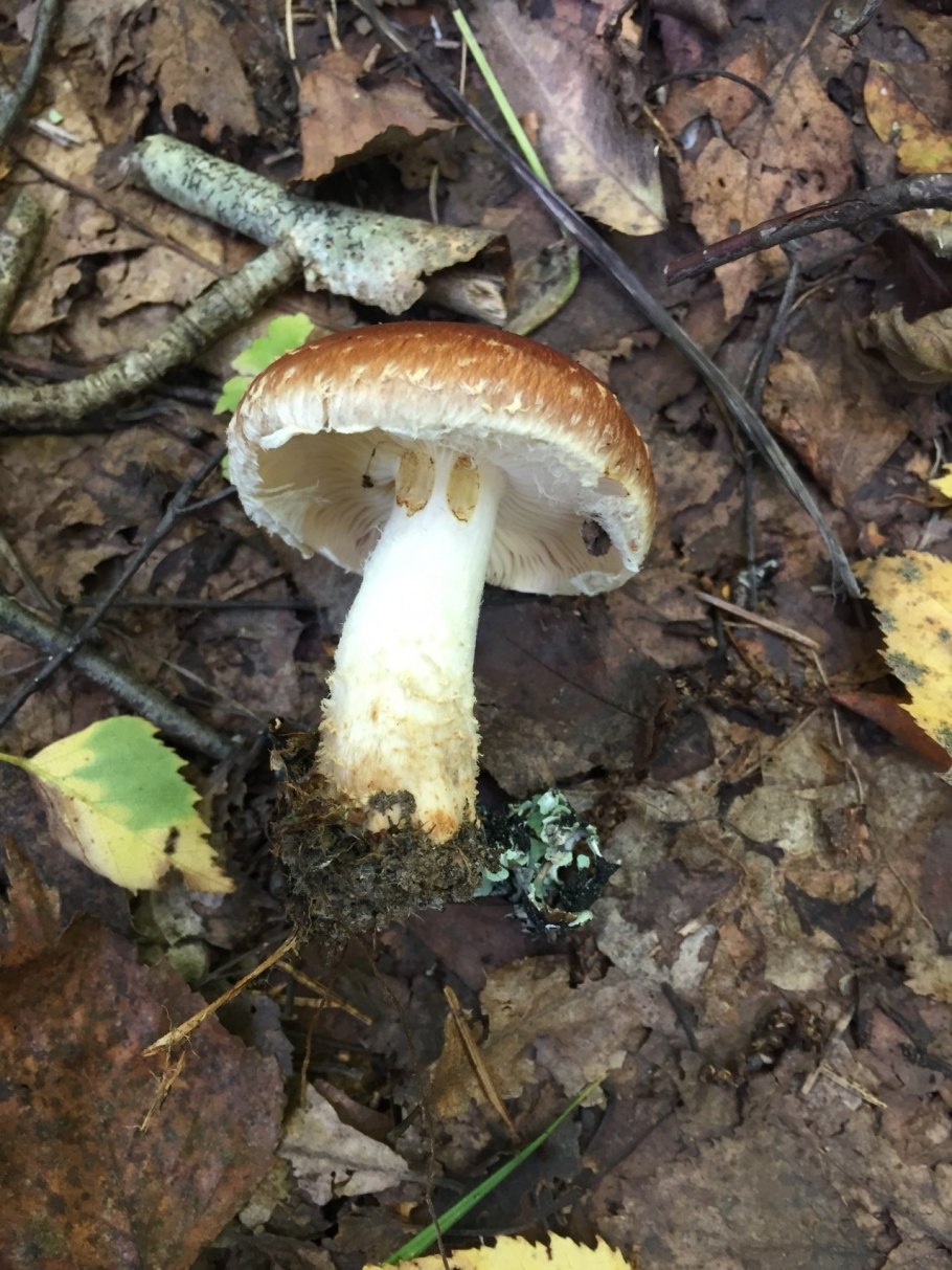 Слизистый гриб