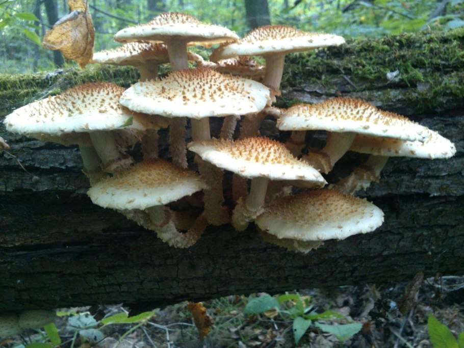 Лозянка гриб