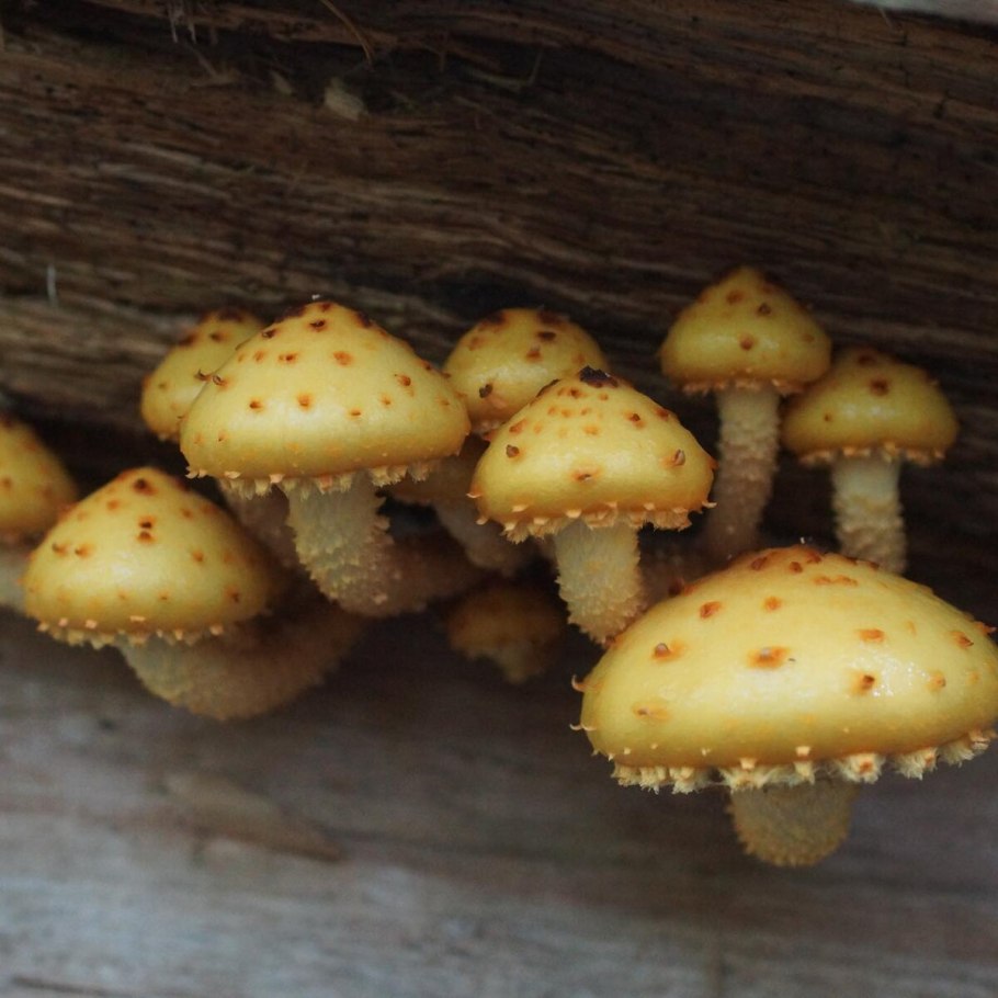 Гриб вешенка чешуйчатка