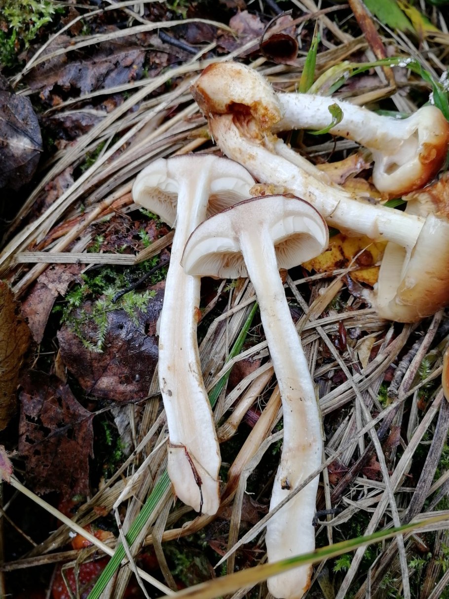 Гриб чешуйчатка слизистая шляпка