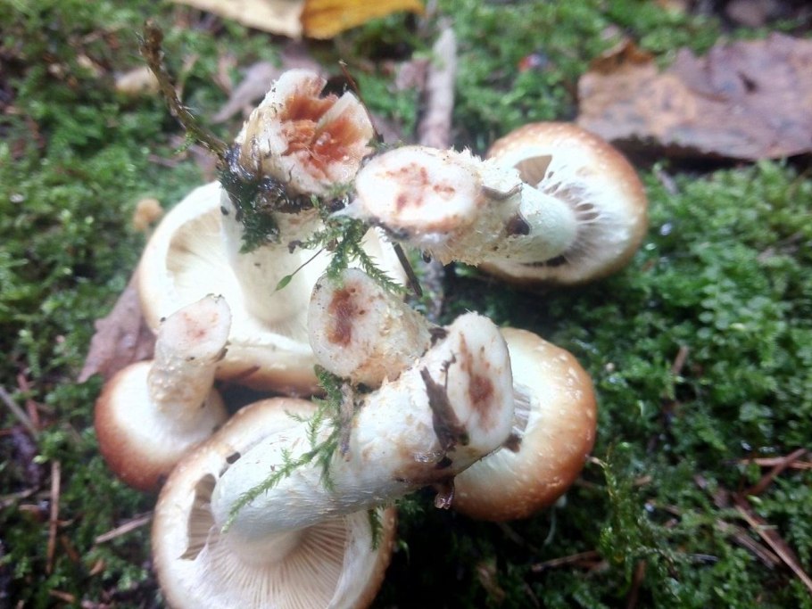 Гриб чешуйчатка многоцветка