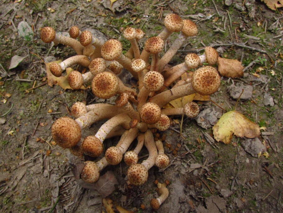 Чешуйчатка тополиная