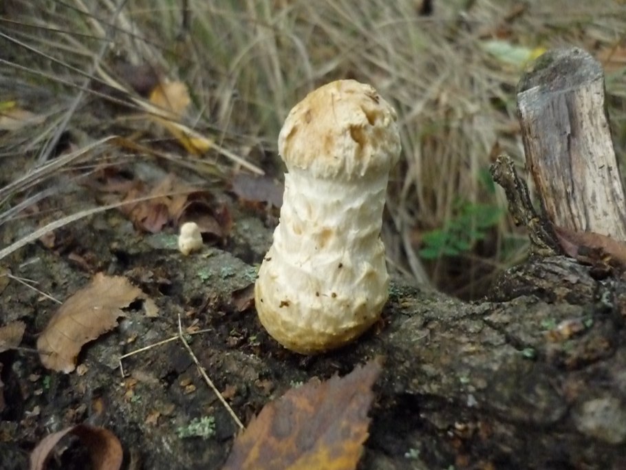 Весёлка обыкновенная гриб