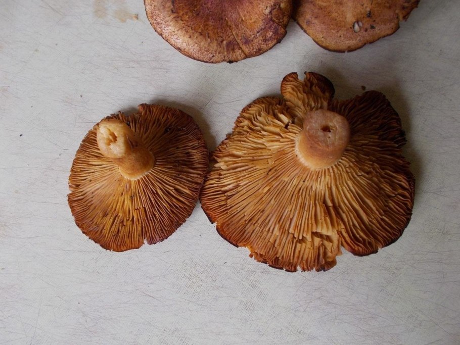 Рядовка коричневая Tricholoma imbricatum