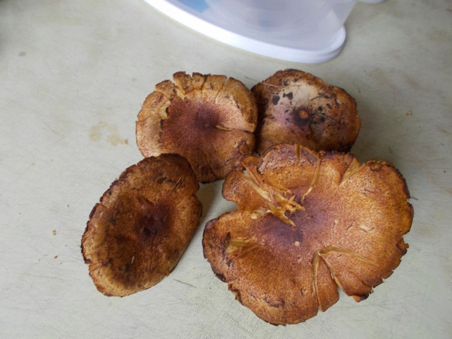 Грибы гусиные лапки