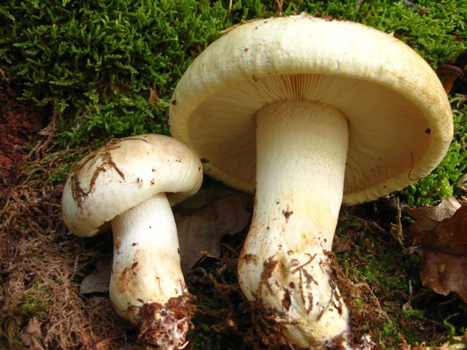 Рядовка серебристая Tricholoma scalpturatum