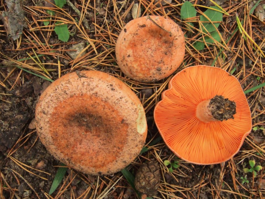 Рыжик настоящий Lactarius deliciosus