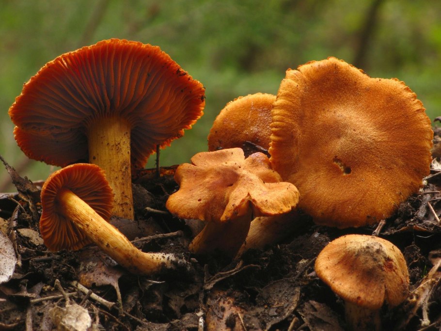Паутинник плюшевый Cortinarius orellanus