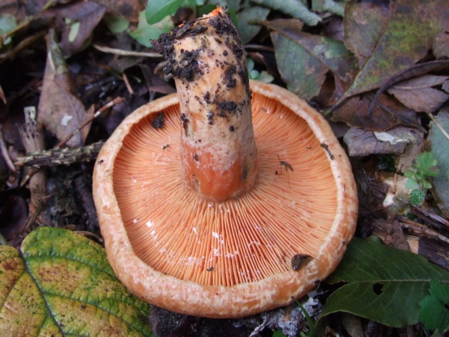 Рыжик еловый (Lactarius deterrimus)