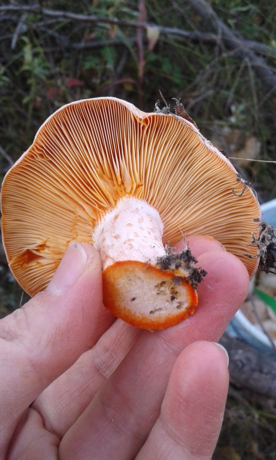 Рыжик Сосновый/Боровой (Lactarius deliciosus);