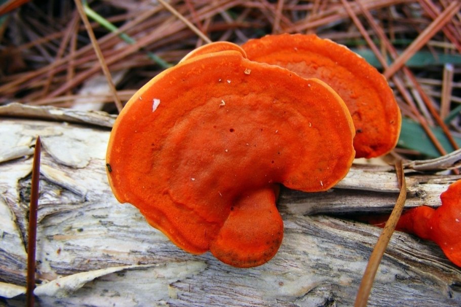 Pycnoporus cinnabarinus