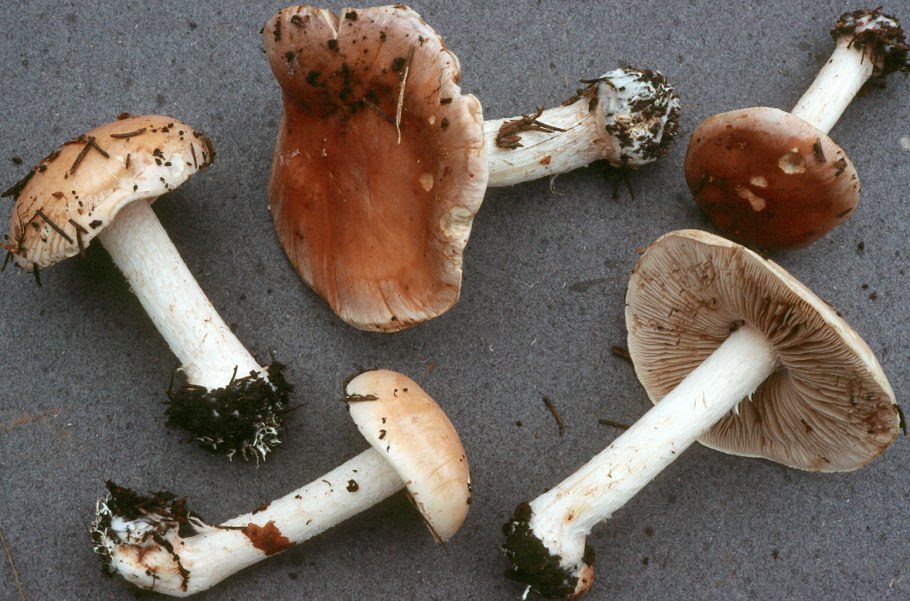 Hebeloma sinapizans гриб