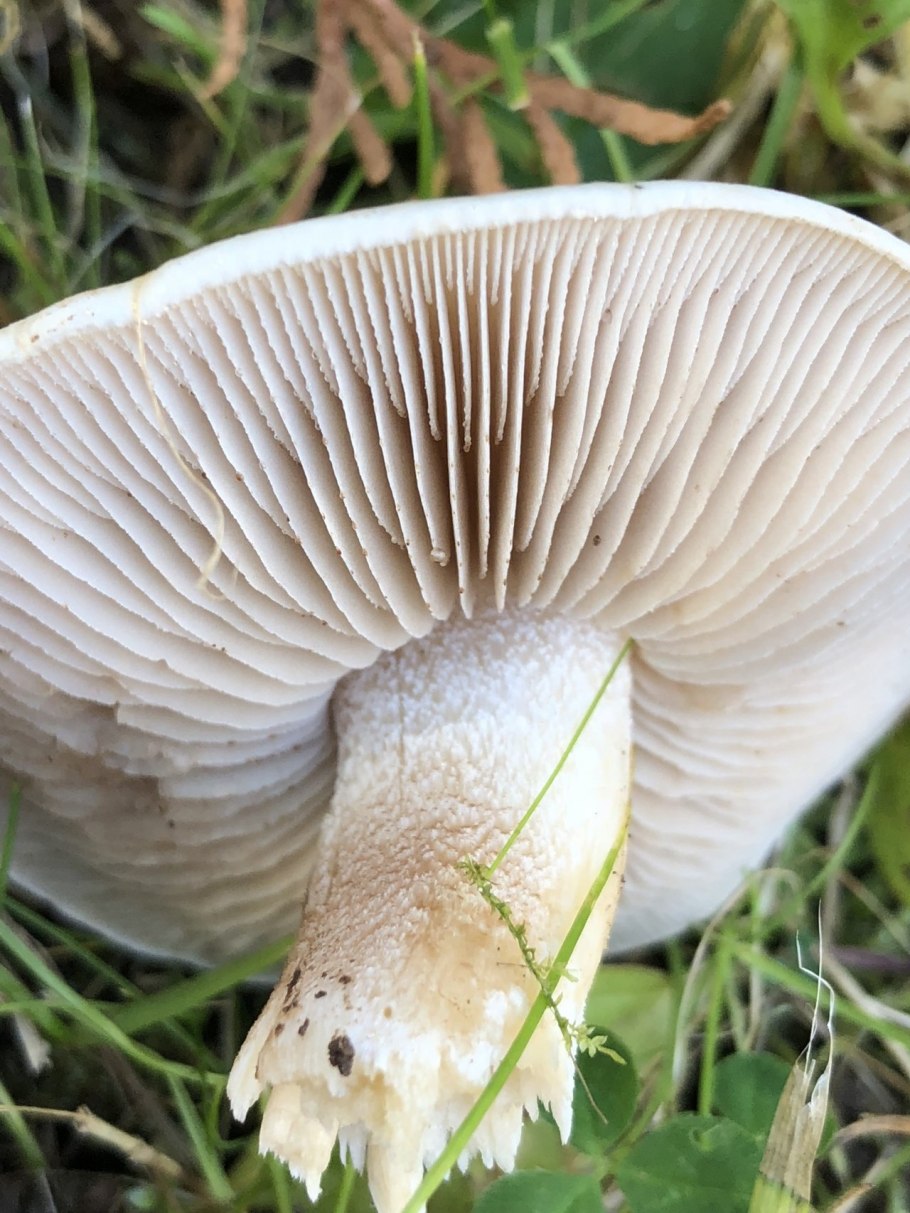 Hebeloma crustuliniforme