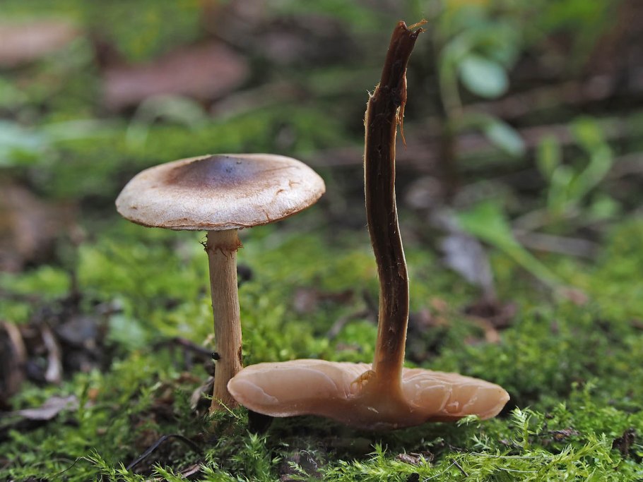 Гриб гебелома клейкая