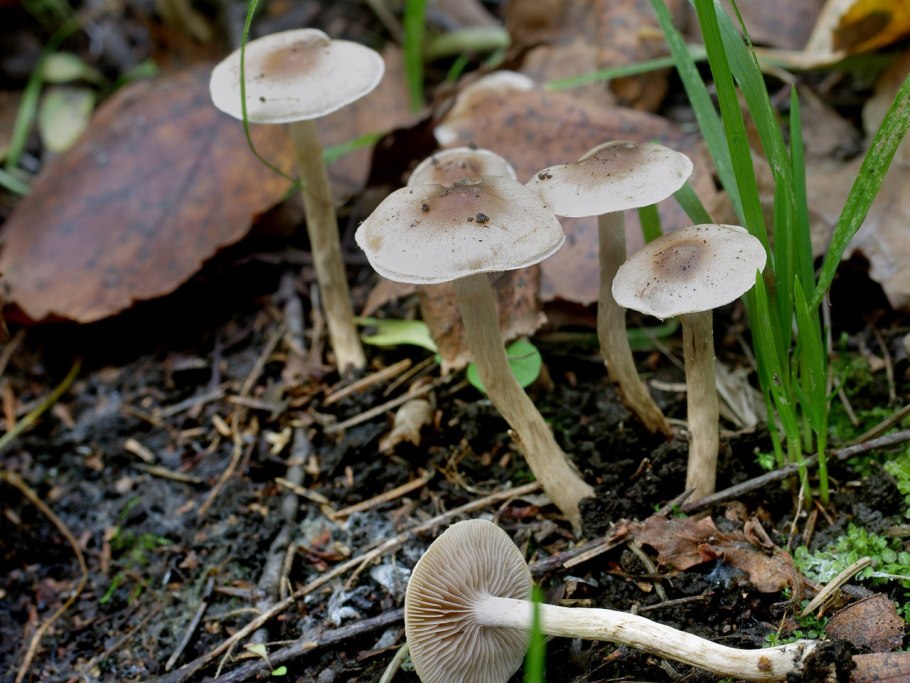 Hebeloma sinapizans гриб