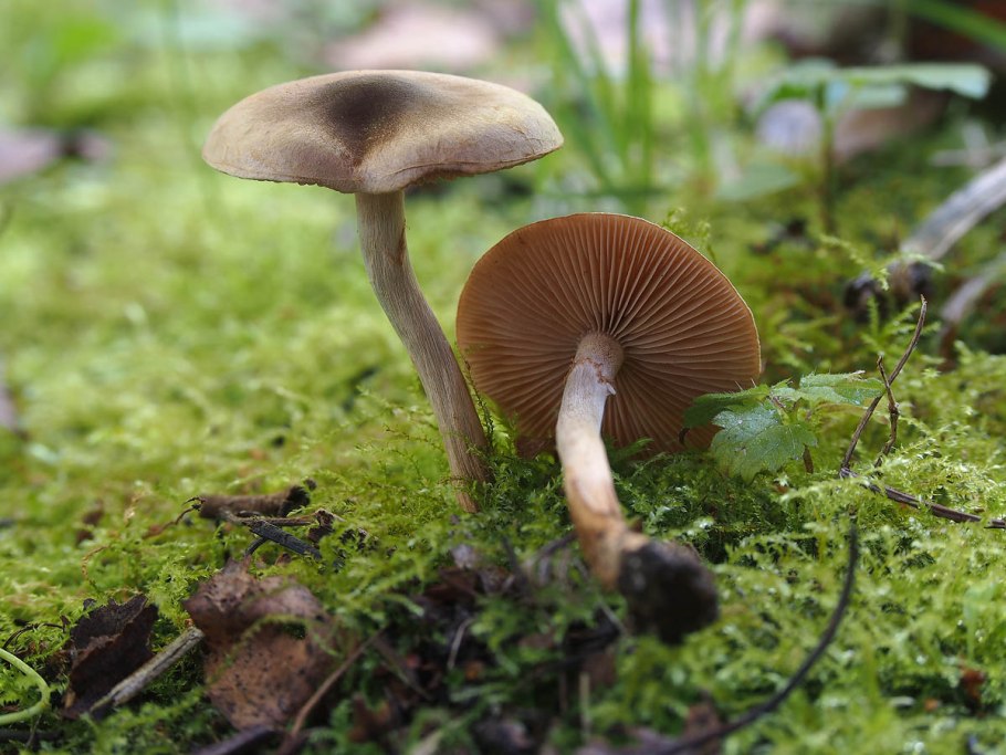 Гебелома Hebeloma sinapizans