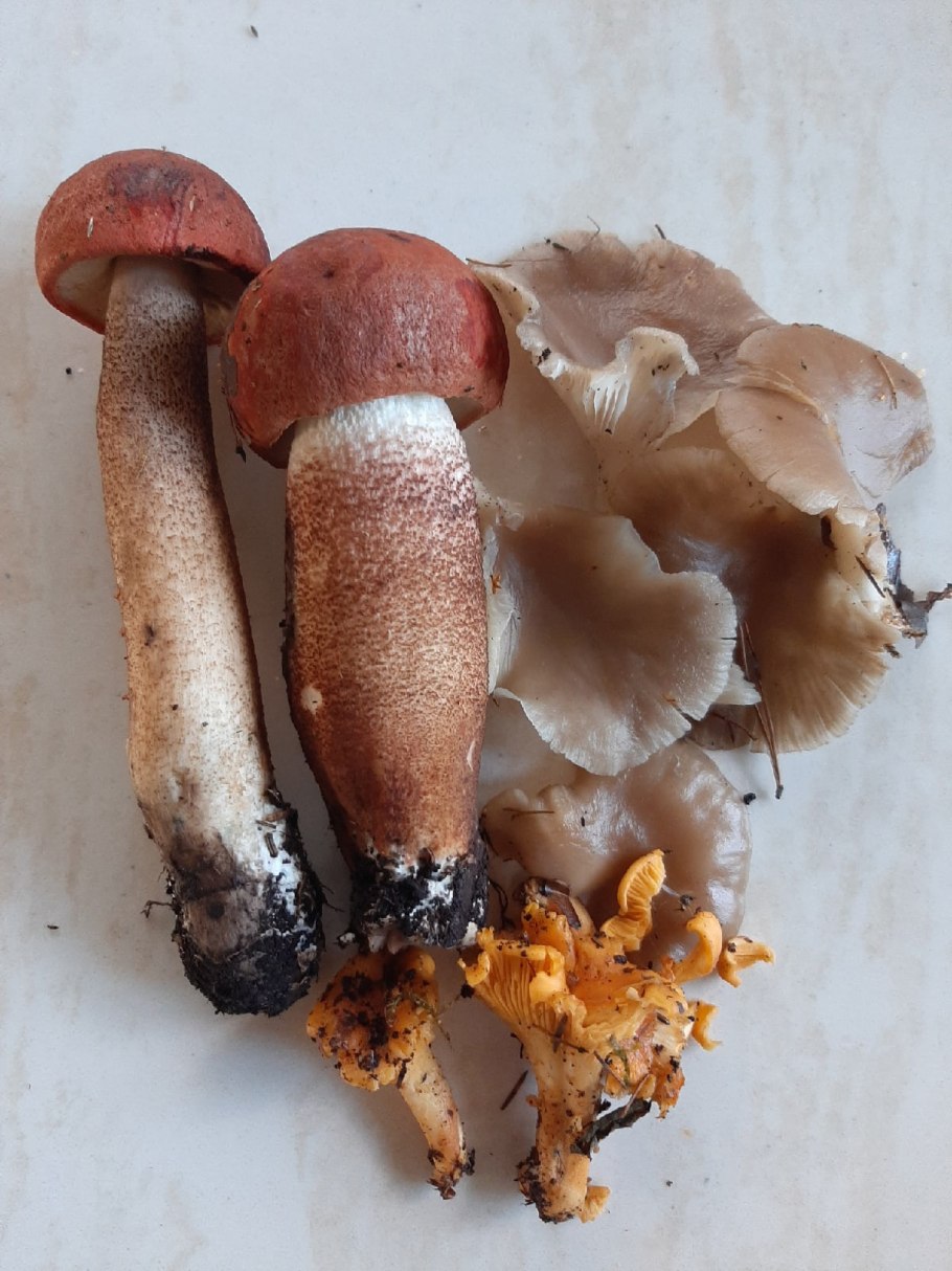 Кубышкин грибы