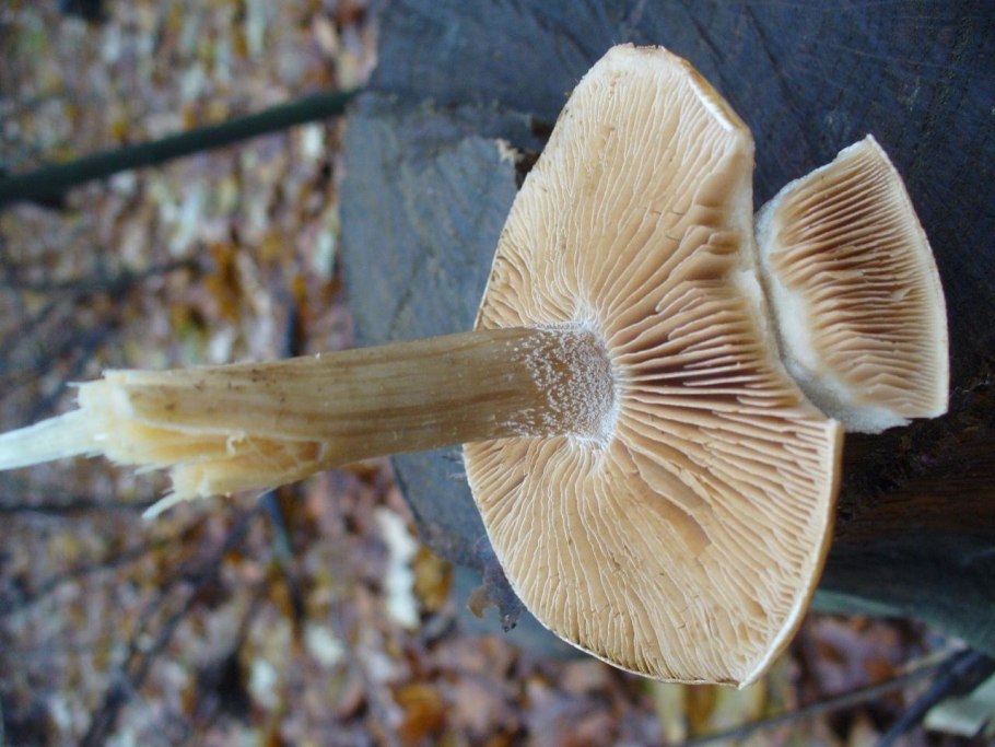 Гебелома клейкая Валуй ложный