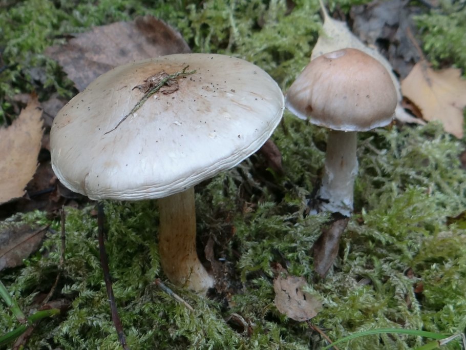 Hebeloma sinapizans гриб