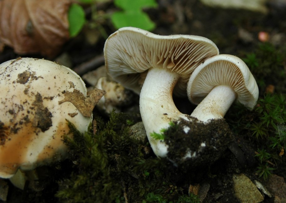 Гебелома клейкая Валуй ложный