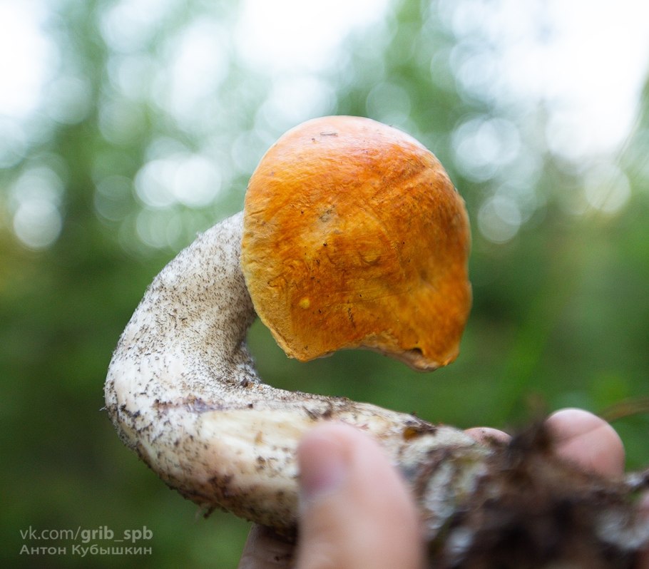 Как выглядят боровики грибы засоленные