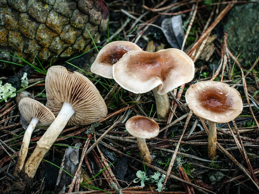 Гебелома Дюнная