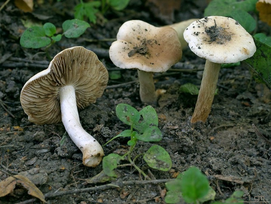 Гриб гебелома клейкая