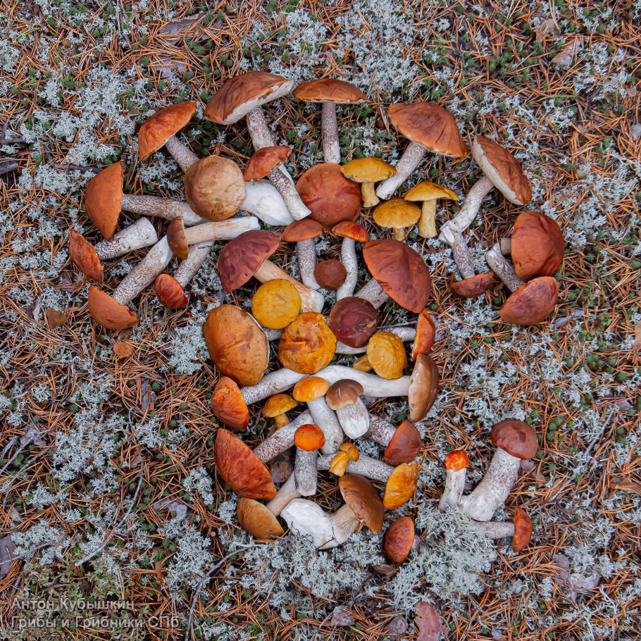 Грибы в осеннем лесу