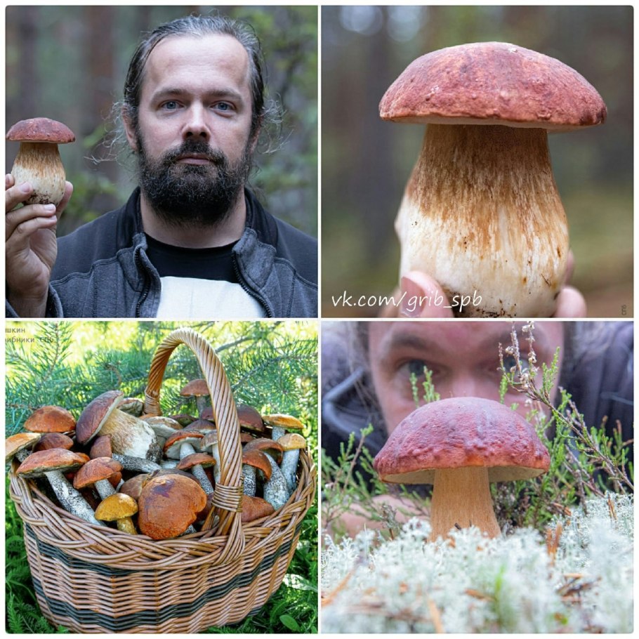 Грибы в корзине