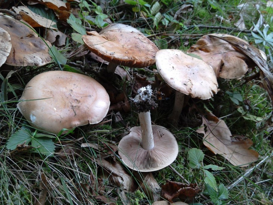 Гебелома клейкая Hebeloma crustuliniforme