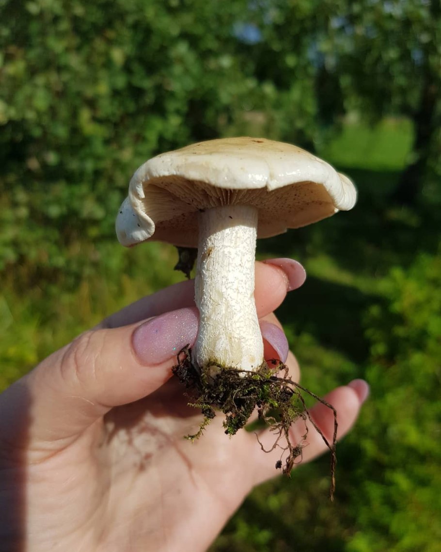 Гебелома клейкая Hebeloma crustuliniforme