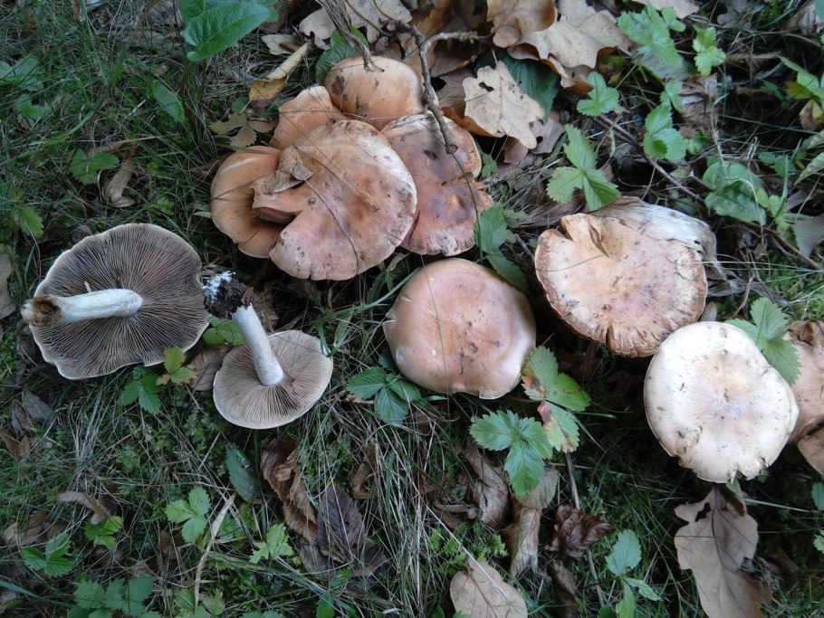 Гебелома клейкая Валуй ложный