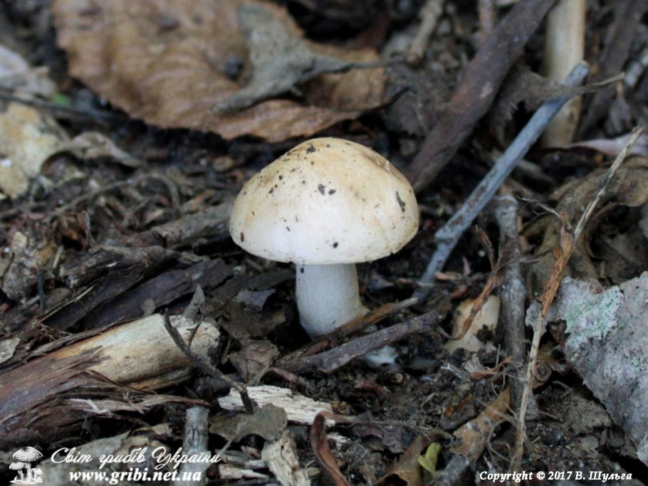 Валуй гриб съедобный