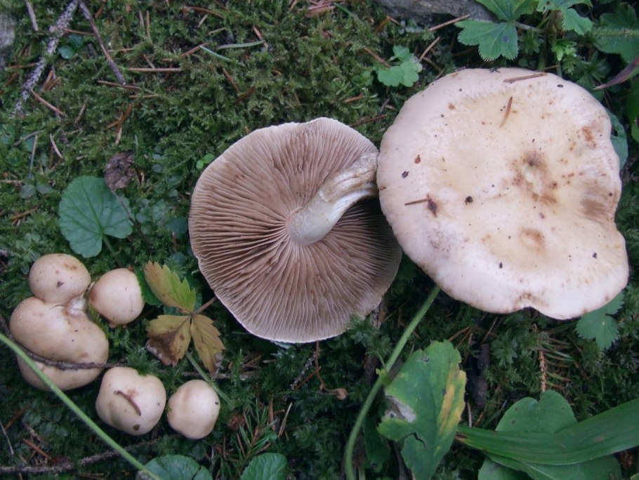 Валуй (Russula Foetens)