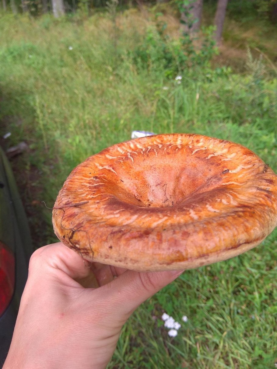 Грибы рыжики и волнушки