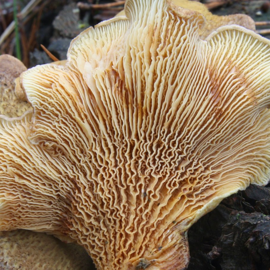 Свинушка уховидная