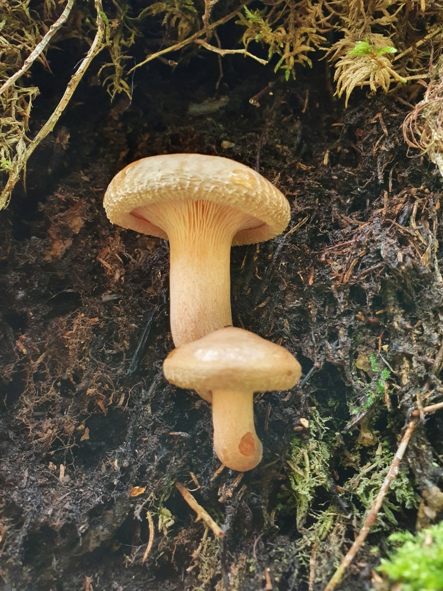 Свинушка тонкая Paxillus involutus