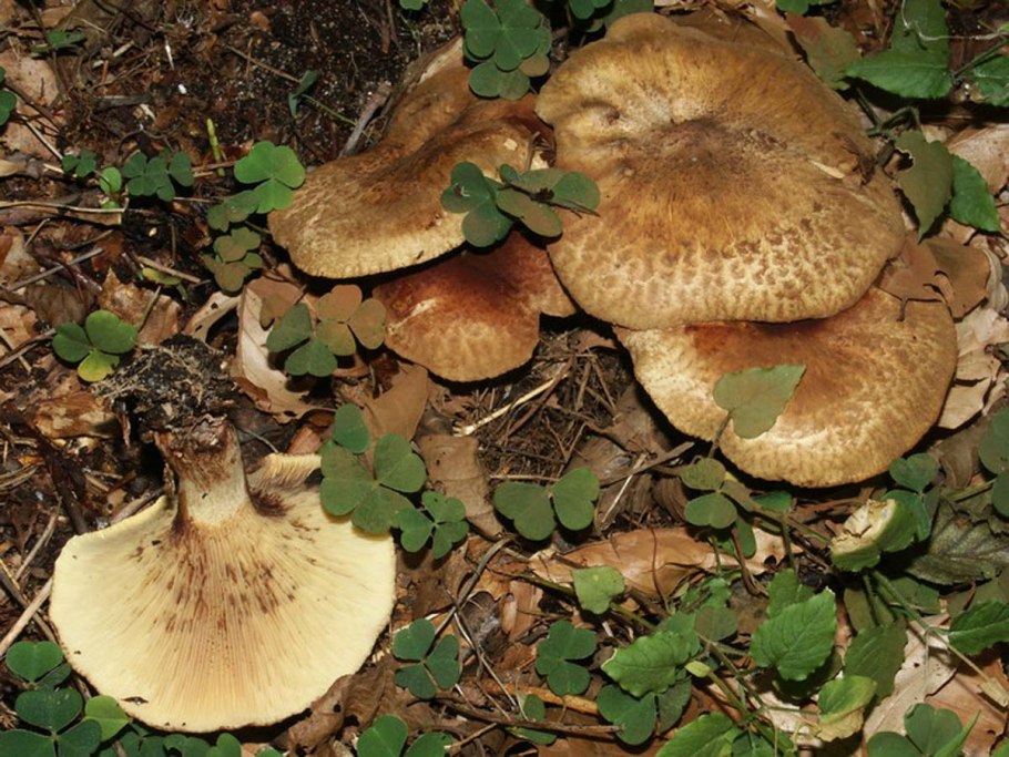 Свинушка Ольховая съедобная