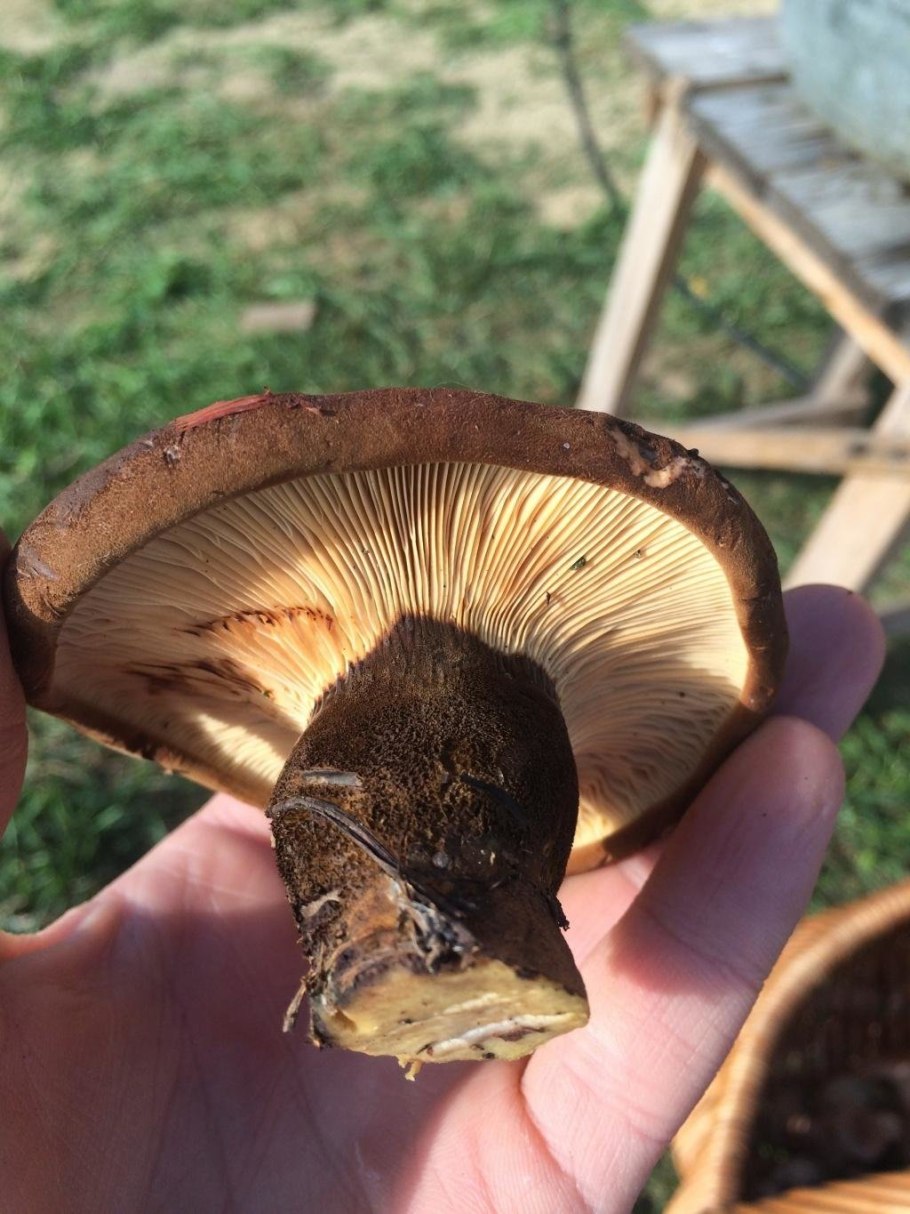 Свинушка тонкая Paxillus involutus