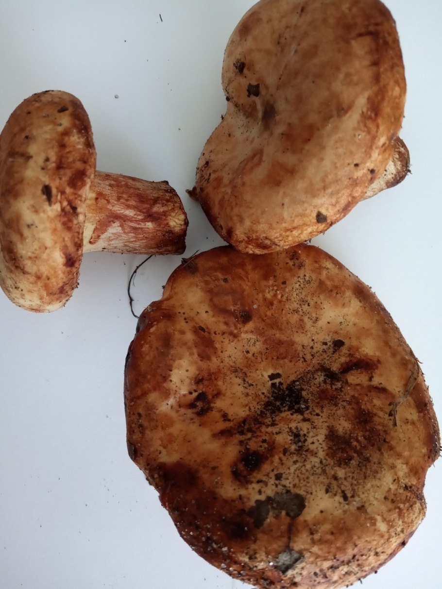 Дунька гриб свинушка