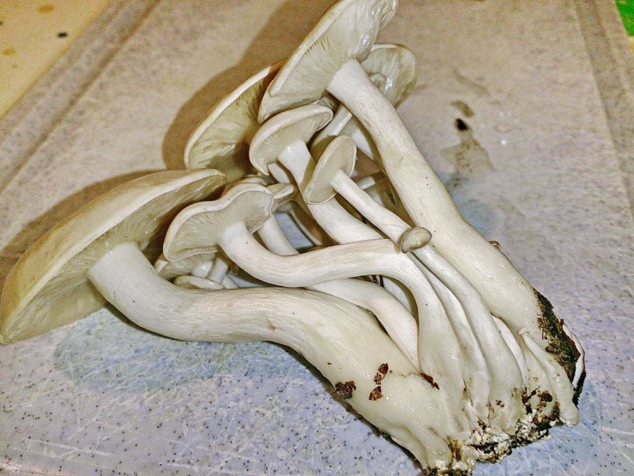 Рядовка пластинчатая