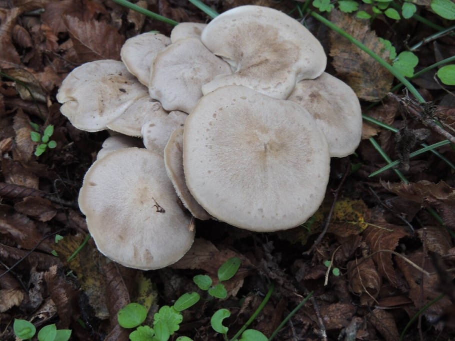 Рядовка скученная Lyophyllum decastes