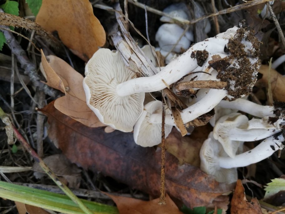 Рядовка сросшаяся Lyophyllum connatum