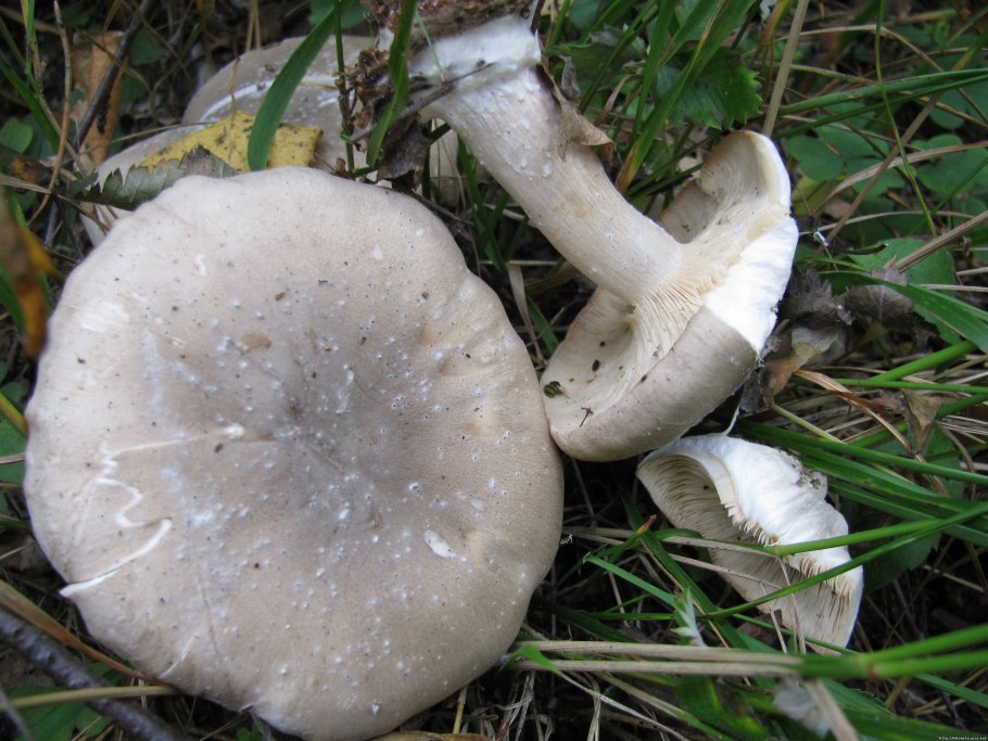 Leucocybe connata