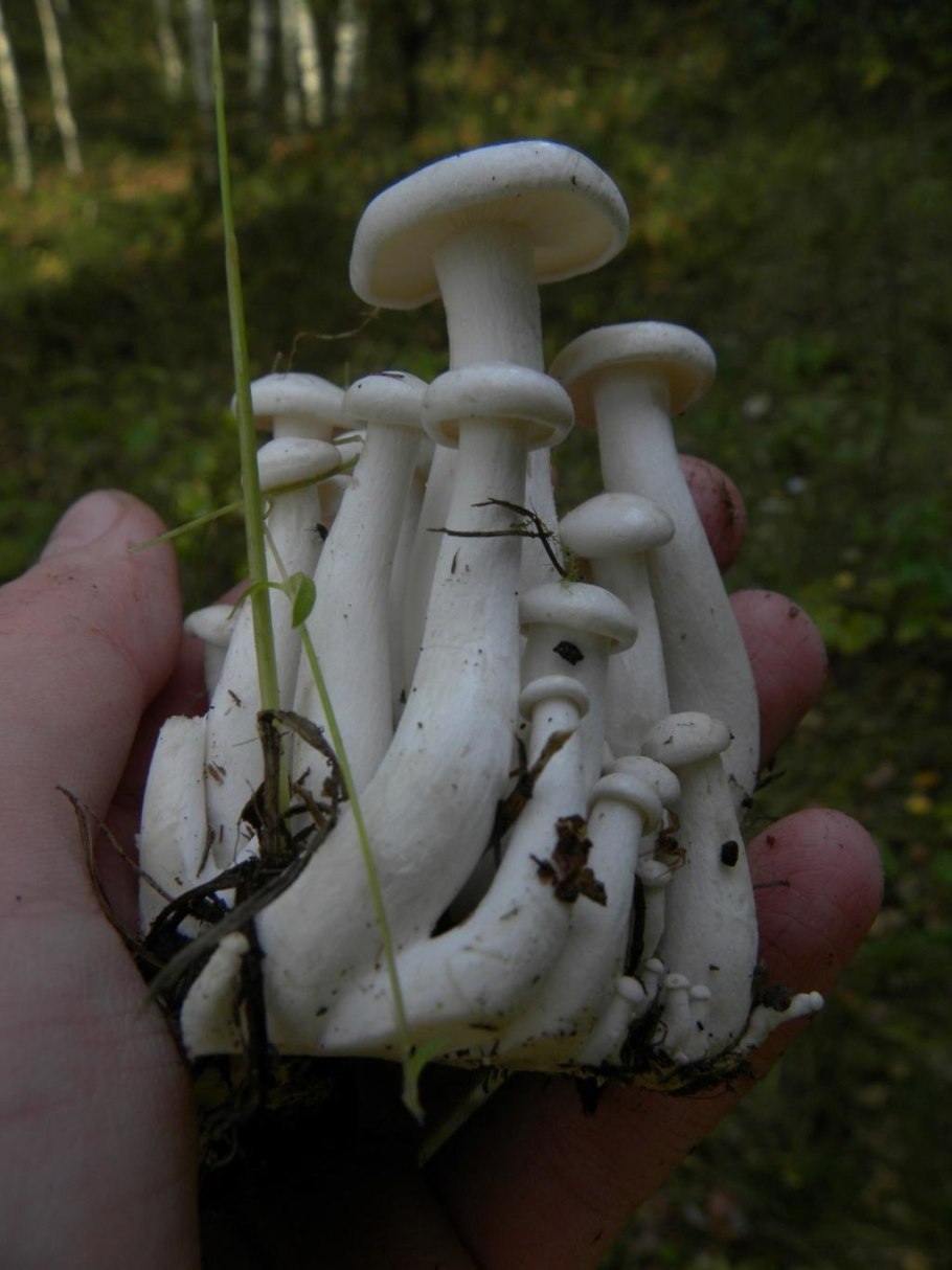 Leucocybe connata