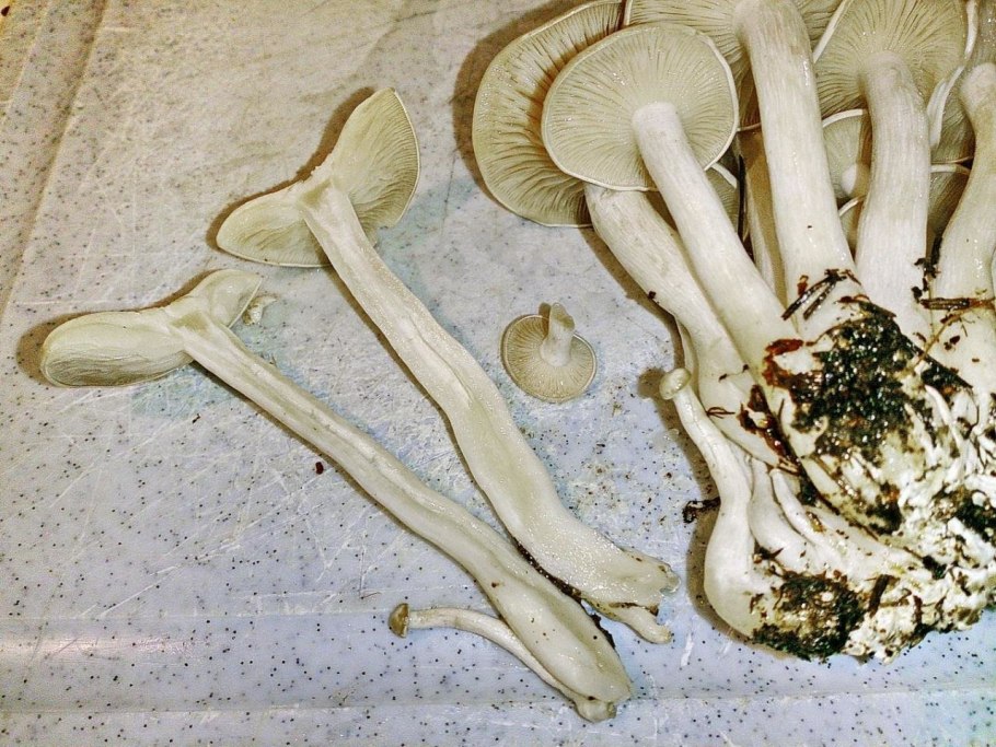 Рядовка сросшаяся Leucocybe connata