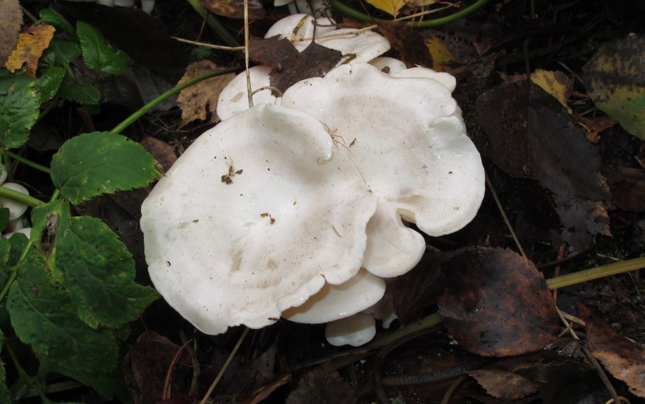 Рядовка сросшаяся Leucocybe connata