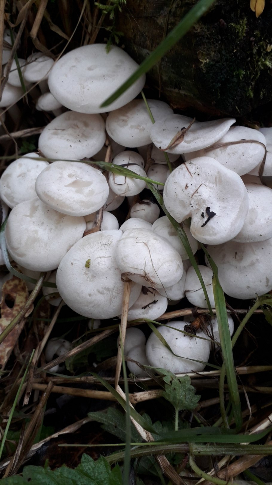 Рядовка сросшаяся Leucocybe connata