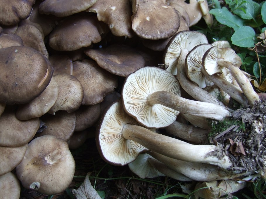 Рядовка Овернская Tricholoma arvernense