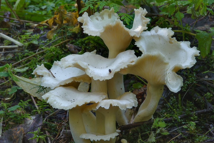 Рядовка серно-желтая